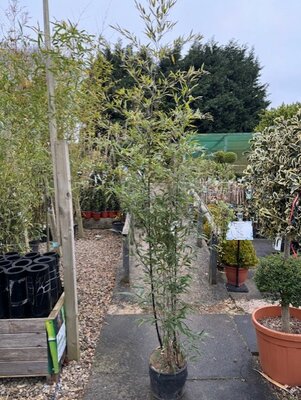 Phyllostachys Nigra (Black Bamboo) 10L