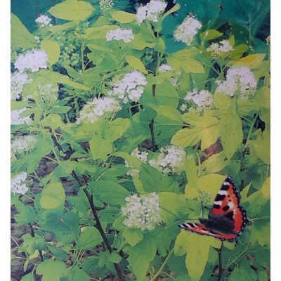 Physocarpus Dart's Gold 1.5L