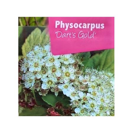Physocarpus Dart's Gold 1L