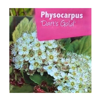 Physocarpus Dart's Gold 1L