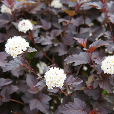 Physocarpus opulifolius Diablo - 18L - 70cm