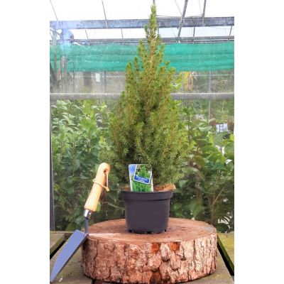 Picea Glauca Conica 1.5L