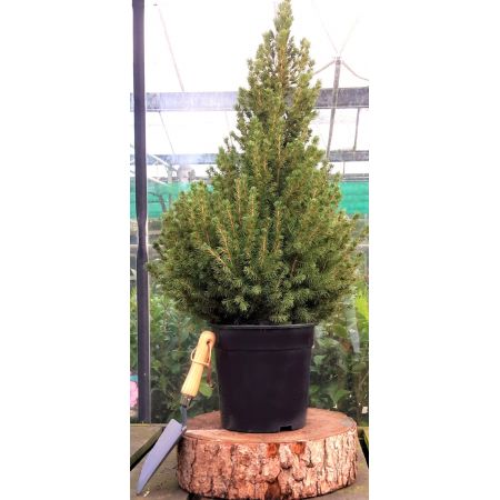 Picea Glauca Conica 5L