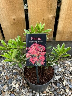 Pieris japonica 'Flaming Silver' 2L