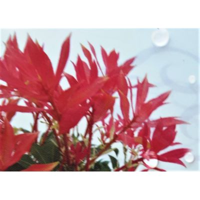 Pieris japonica 'Forest Flame' - 2L