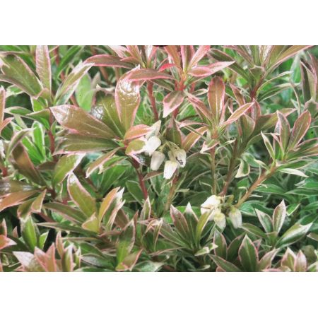 Pieris Japonica Little Heath 5L - image 2