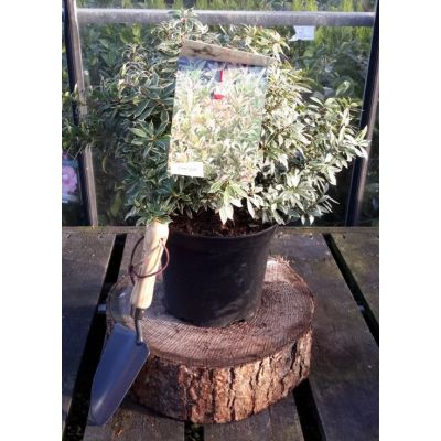 Pieris Japonica Little Heath 5L
