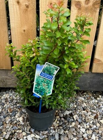 Pieris Japonica Little Heath Green 2L