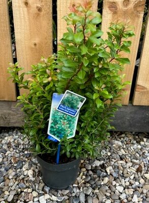 Pieris Japonica Little Heath Green 2L