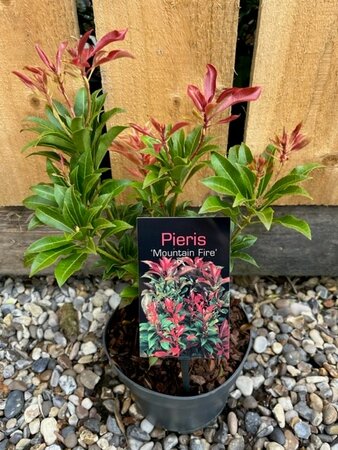 Pieris japonica 'Mountain Fire' - 2L