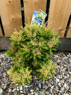 Pieris japonica 'Purity' - 2L