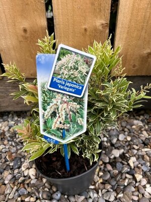 Pieris japonica 'Variegata' 2L