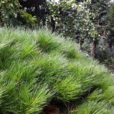 Pinus Brepo(R)(Pierrick Bregeon) -1/2 Std - 45L - 100cm stem - image 2