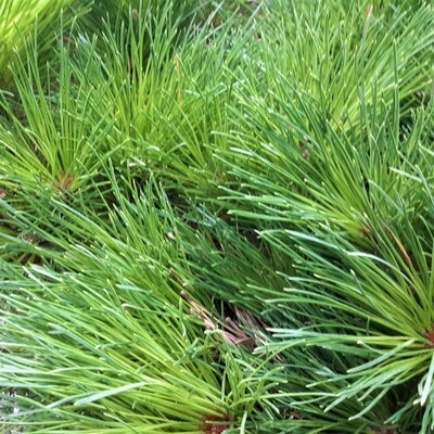 Pinus Brepo(R)(Pierrick Bregeon)  - High Std - 50L - 160cm clear stem - image 1