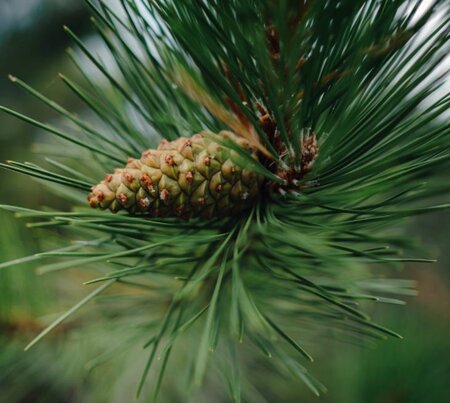 Pinus Nigra - 80L - 300cm
