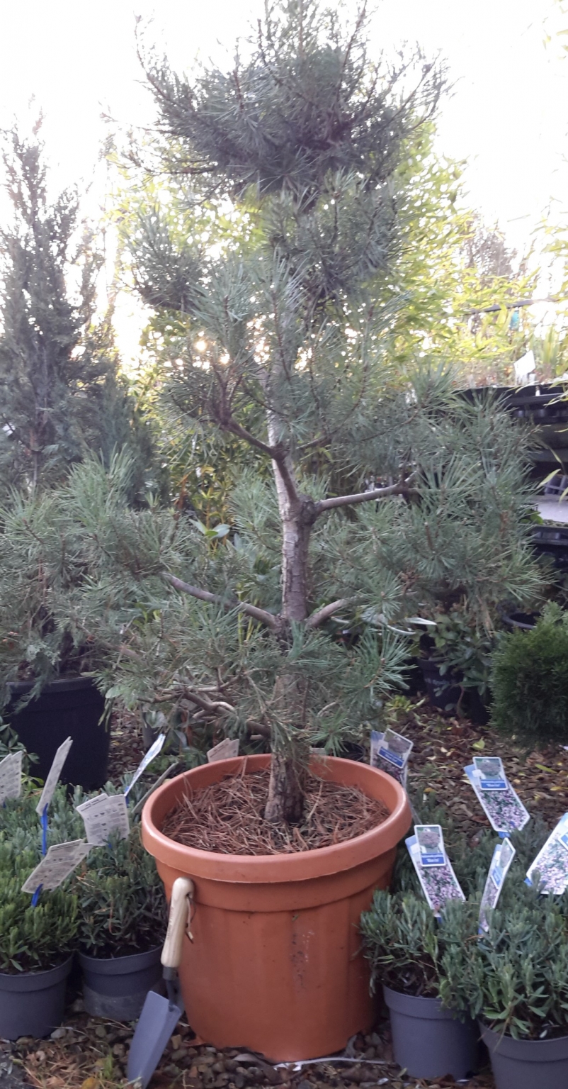 chinese bonsai tree 'Catlin' Chinese Elm Specimen Bonsai in a High Quality Chopped Container main image 1