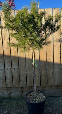 Pinus Sylvestris Half Std. - 40L