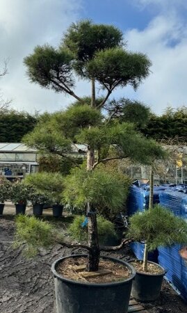 Pinus Sylvestris Pom Pom Bonsai 285L   - image 1