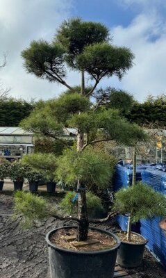 Pinus Sylvestris Pom Pom Bonsai 285L