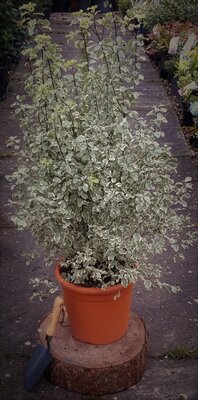 Pittosporum Tenuifolium.Silver Queen - 9L -0.8m