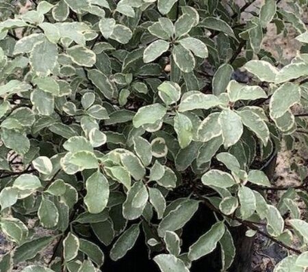 Pittosporum Tenuifolium.Silver Queen - 9L - 40cm