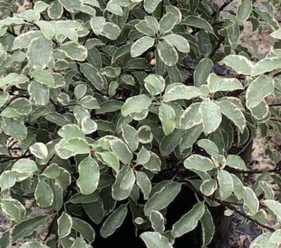 Pittosporum Tenuifolium.Silver Queen - 9L - 40cm