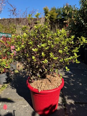 Pittosporum Tenuifolium Tom Thumb