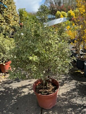 Pittosporum Tenuifolium Variegatum10L
