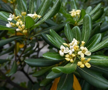 Pittosporum Tobira - 3,5L - 0.5m