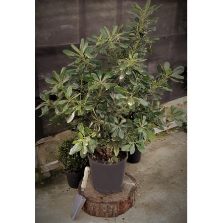 Pittosporum Tobira 9L