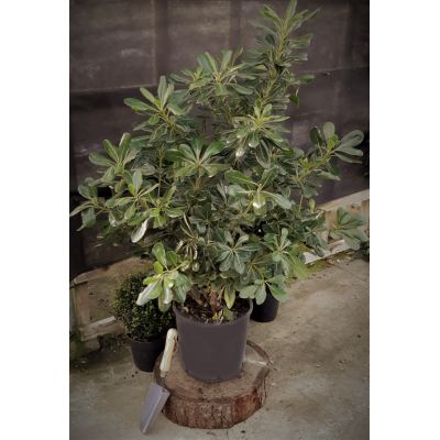 Pittosporum Tobira 9L