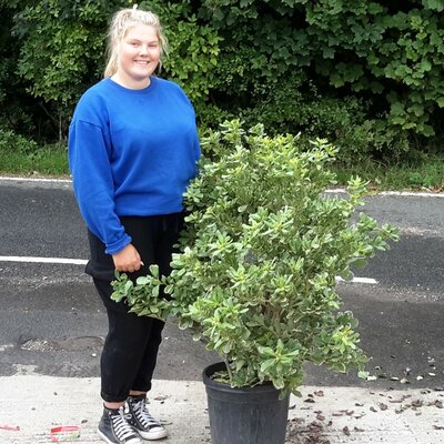 Pittosporum Tobira Variegatum - 25L