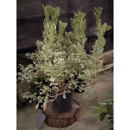 Pittosporum Tobira Variegatum - 9L