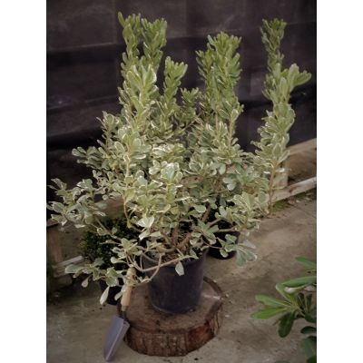 Pittosporum Tobira Variegatum - 9L