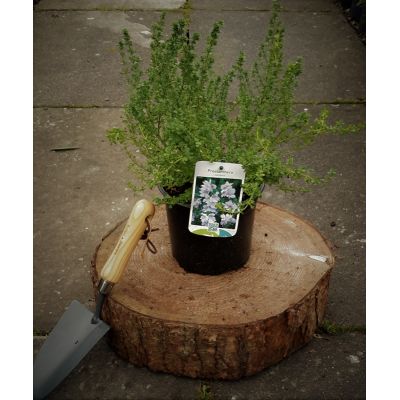 Prostranthera Cuneata 2L (Alpine Mint)