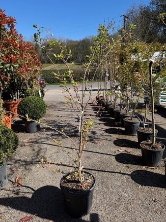 Prunus Accolade 25L - image 1