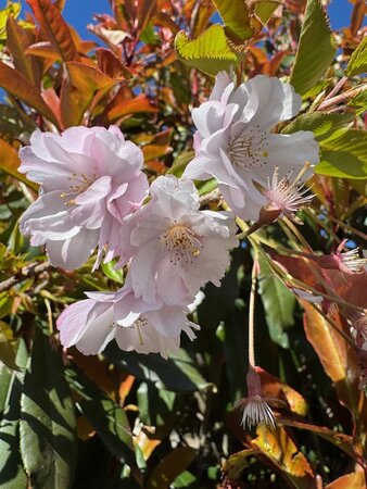 Prunus Accolade 25L - image 2