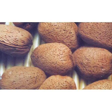 Prunus Amygdalus Communis (Almond Tree) - image 1