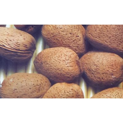 Prunus Amygdalus Communis (Almond Tree)