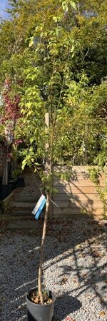 Prunus Amygdalus Vulgaris Ferranges - 1/4 Std (Almond Tree) 10L
