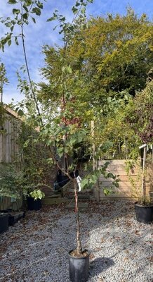 Prunus Armeniaca Bulida 10L 1/4 std (Apricot Tree)