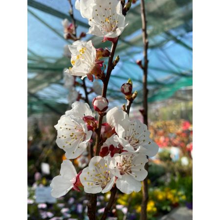 Prunus Armeniaca Bulida 10L 1/4 std (Apricot Tree) - image 2