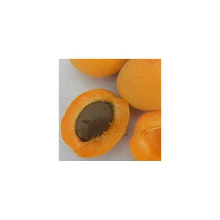 Prunus Armeniaca Caldesi (Apricot Tree) - image 1