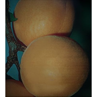 Prunus Armeniaca Tyrinthos (Apricot Tree)