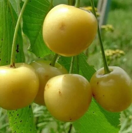 Prunus Avium Bianca di verona - (Cherry Tree)