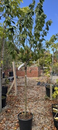 Prunus Avium 'Bigarreau Burlat' - (Cherry Tree) 1/2 std 15L