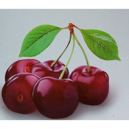 Prunus Avium Bigarreau Burlat - (Cherry Tree)