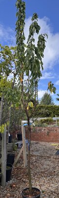 Prunus Avium 'Bigarreau Hedelfingen' - (Cherry Tree) 1/2 std 15L