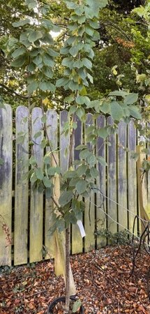 Prunus Avium 'Bigarreau Van' - (Cherry Tree) 1/2 std 15L