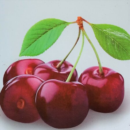 Prunus Avium (Cieliego)  'Bigarreau Burlat' - 285L Espalier (Cherry Tree)
